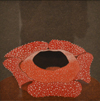 Corpse Flower: Rafflesia Arnoldii