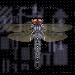 Process D – Dragonfly (Anisoptera Matallicis)